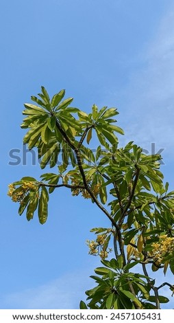 Tree with blue clouds background