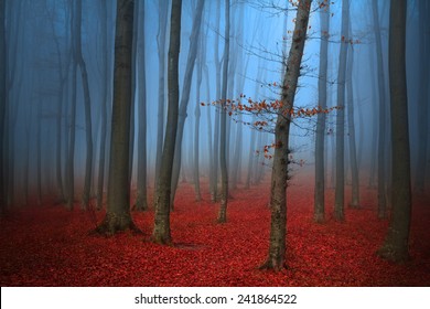 Tree In Blue Fog Into The Woods