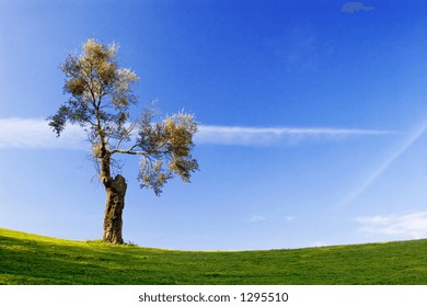 Tree and Blue Sky