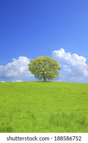 Tree and blue sky