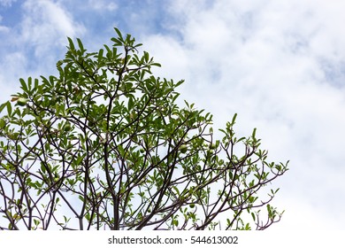 tree and blue sky