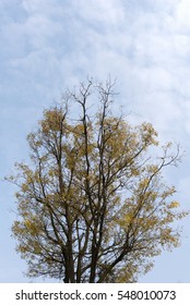 Tree in the blue sky