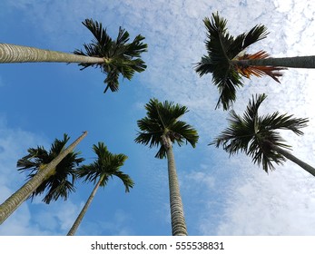 Tree with blue sky