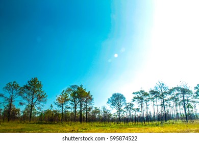 Tree with Blue sky
