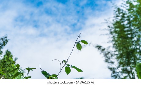 A tree with a blue sky background