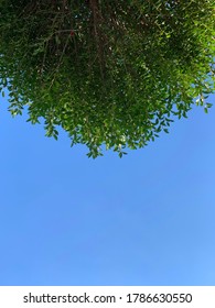 Tree with blue sky as background