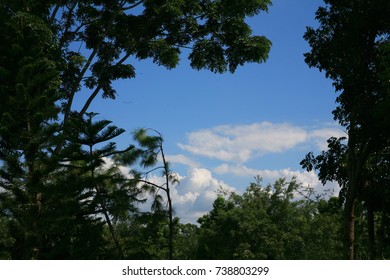 Tree and Blue sky clouds