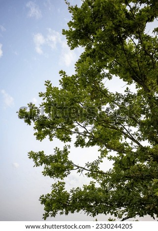 Tree and blue sky with clouds