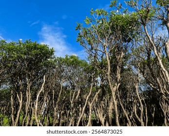 Tree with blue sky in the forest 