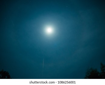 tree and blue sky in moonlight