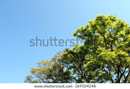Tree blue sky, tree top against blue sky on a sunny day.