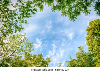 Tree, Blue Sky And White Cloud