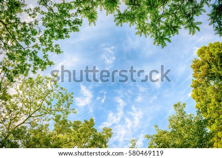 Tree, blue sky and white cloud