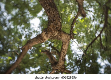 The tree with blurry background.