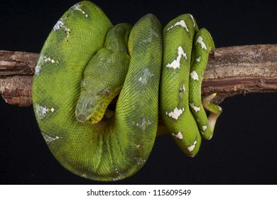 Tree Boa / Corallus Caninus