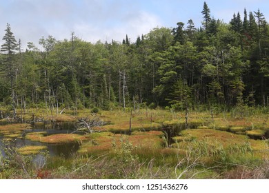Tree bog in Guysborough County, Nova Scotia