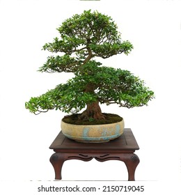 Tree Bonsai Of Boxwood Plant In Pot On Small Wooden Table On White Background.