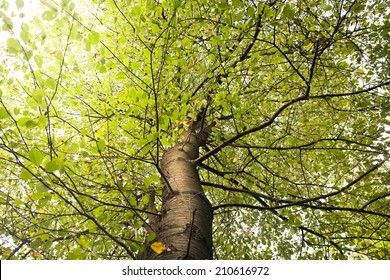 Tree bottom view - Shutterstock ID 210616972