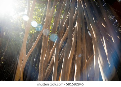 tree from bottom view. can be use to natural background, wallpaper,t emplate, screensaver. beautiful plant tree.