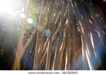 tree from bottom view. can be use to natural background, wallpaper,t emplate, screensaver. beautiful plant tree.