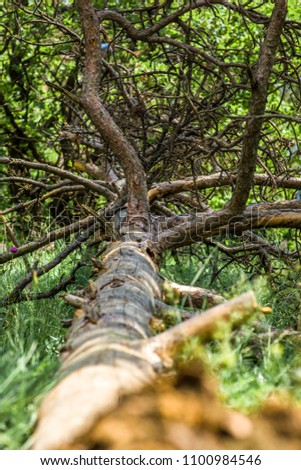 Tree brancehes of a fallentree