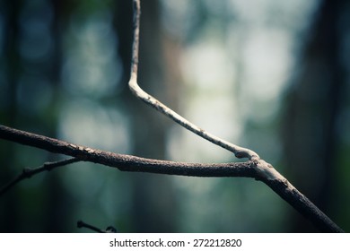 Tree branch