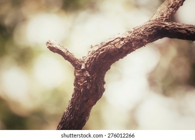 Tree branch