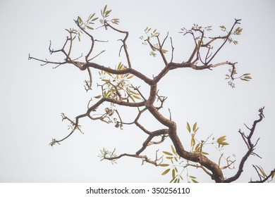 Similar Images, Stock Photos & Vectors of Tree branch - 350256110