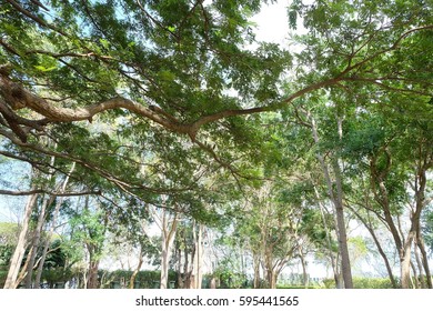 tree branch