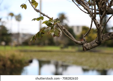Tree Branch