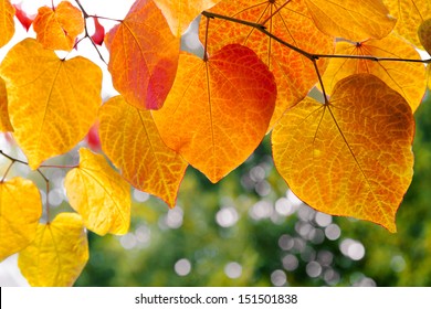Baumzweig mit Herbstblättern. Herbsthintergrund.