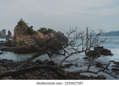 Tree Branch In A Beatiful Beach With Big Sea Shore Rocks In The Background.