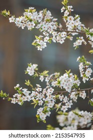 Tree Branch In Bloom With Beautiful Backgrond, Apple Blossom Close Up