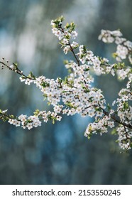 Tree Branch In Bloom With Beautiful Backgrond, Apple Blossom Close Up