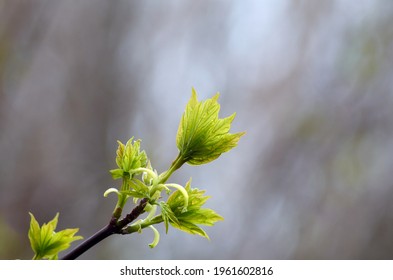 Tree branch with buds background, spring