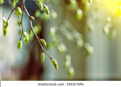 Tree Branch With Buds Background, Spring 