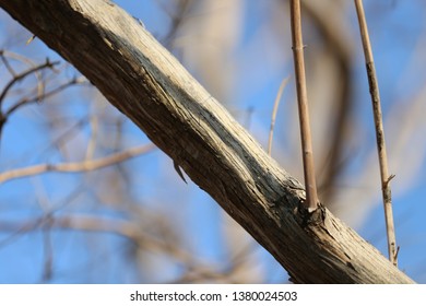 Tree branch closeup