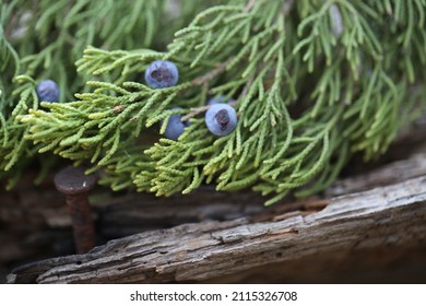 Tree Branch Closeup Of Female Texas Ashi Juniper With Purple Cedar Berries. Select Focus.