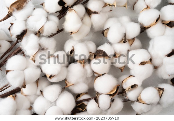 Tree\
branch with cotton flowers on white background, Cotton flowers\
isolated on white background, top view flat\
lay