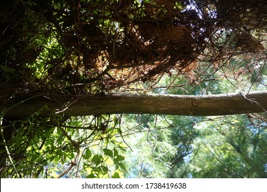 Tree branch decorated with leaves, flowers, and fur plants.  Sunshine in beautiful garden landscapes