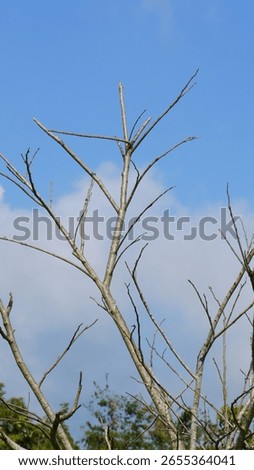 Tree Branch with Falling Leaves under Blue Sky and White Clouds – Daytime Scene