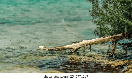 A tree branch is floating in the water. The water is calm and clear. The branch is partially submerged in the water - Powered by Shutterstock