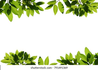 Leaf Border Images, Stock Photos & Vectors | Shutterstock