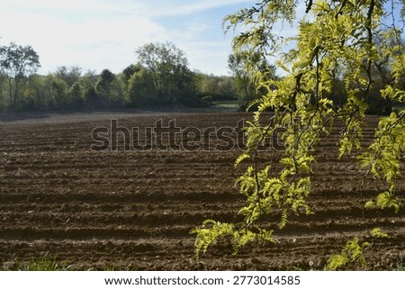 a tree branch in front of a tilled, empty field
