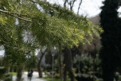 Background of pine branches.  Nature Stock Photos ~ Creative Market