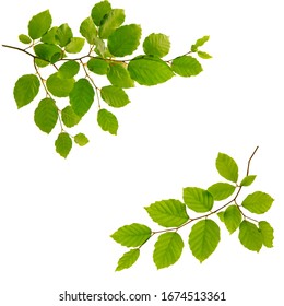 Tree Branch With Green Leaves Isolated On White Background.