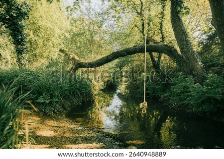 A tree branch hangs over a river, with a rope swing hanging from it. The scene is peaceful and serene, with the water reflecting the sunlight and the trees providing a natural canopy