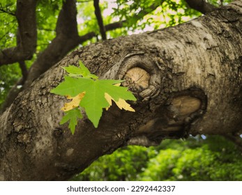 A tree branch housing a new leaf growing out of a knot. - Powered by Shutterstock