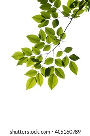 Tree Branch Isolated