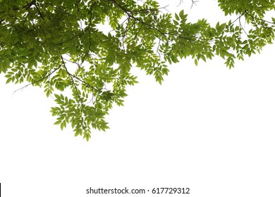 Tree Branch Isolated